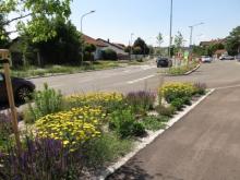 normal_kommunales_staudenbeet_strassenbegleitgruen_33829_loosdorf_2822_copyright_m._liehl-rainer_natur_im_garten.jpg